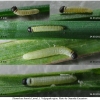 thym lineola larva1 volg